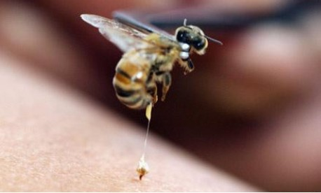 为什么蜜蜂蜇人后会死掉