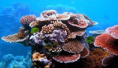 为什么说珊瑚虫是动物？