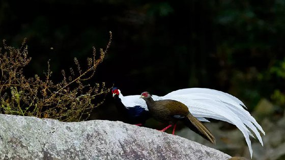 为什么雄鸟比雌鸟漂亮？