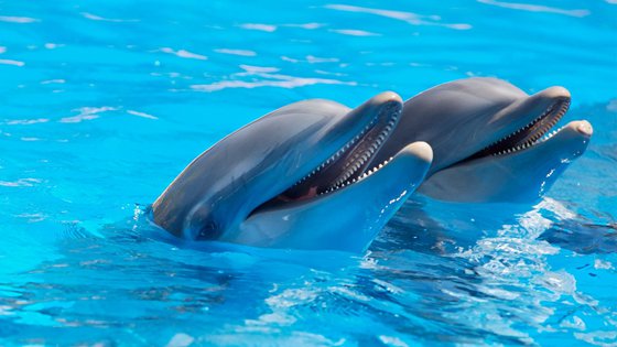 海豚为什么会救人,海豚救人的原因