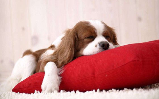 为什么狗睡觉前要绕几个圈子？