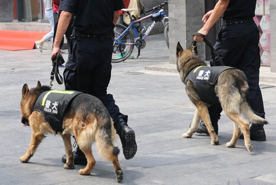 为什么警犬能追捕罪犯