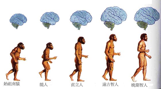 为什么类人猿不可能进化成人？