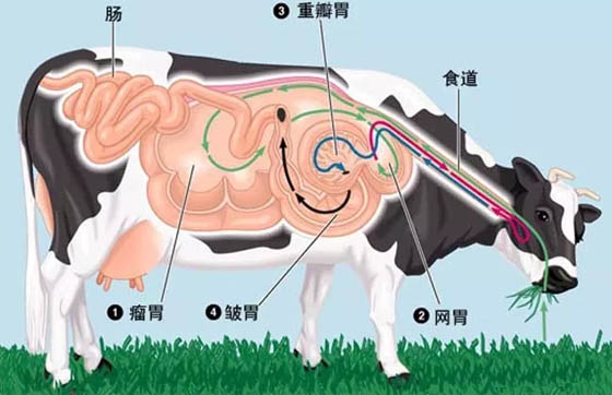 牛为什么总是不停地咀嚼,牛反刍的过程