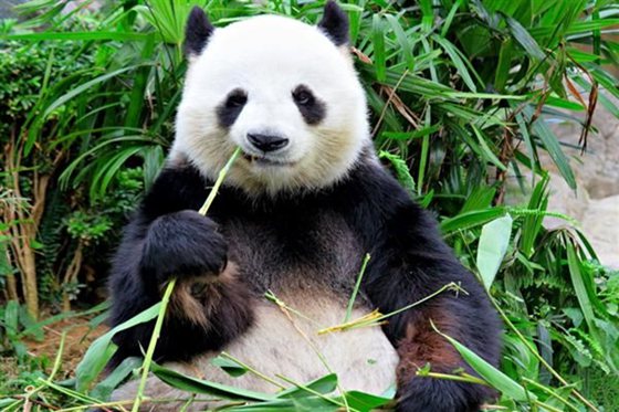 大熊猫为什么会变成吃素的动物,熊猫吃竹子的原因