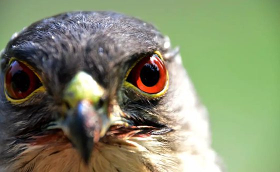 为什么老鹰的视力那么好,老鹰成为千里眼的原因