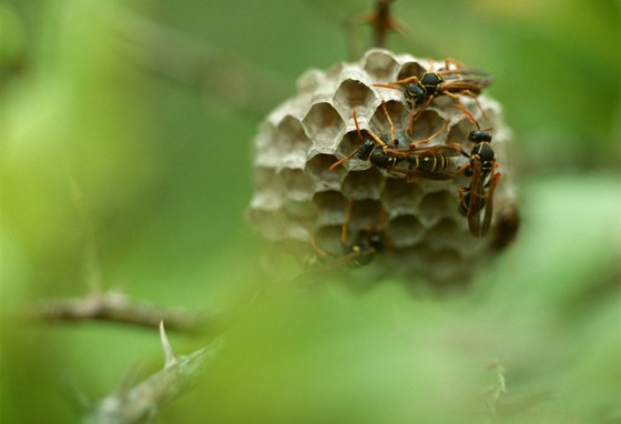 为什么马蜂会来家里筑巢,被马蜂蛰了怎么办