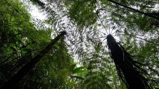 桫椤为什么不是树,桫椤是蕨类植物之王的原因