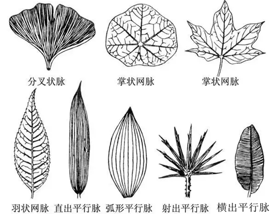 叶脉有什么作用,植物叶脉的主要功能