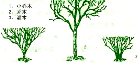 乔木与灌木的区别,什么是乔木,什么是灌木