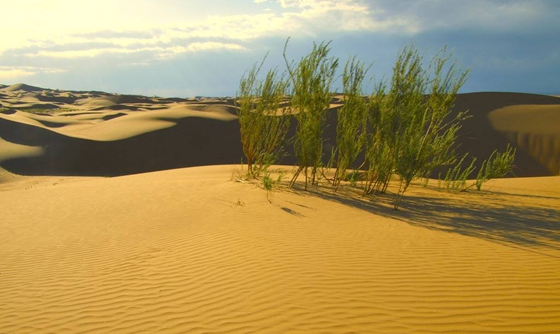 为什么沙漠中的植物根很长