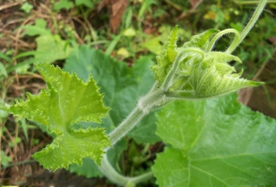 哪些植物能够预报天气,植物为什么能预报天气