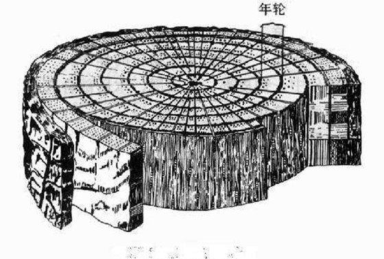 怎样知道树的年龄,大树年轮的秘密