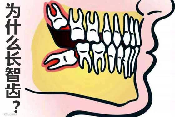 人为什么会长智齿,智齿一定要拔吗