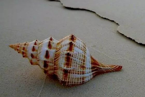 海螺里为什么有大海的声音