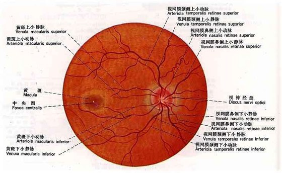 为什么看眼底能够诊断疾病,看眼底能诊断哪些疾病