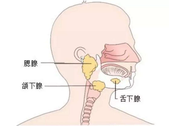 为什么多吐唾液会影响健康,经常吐口水有什么危害