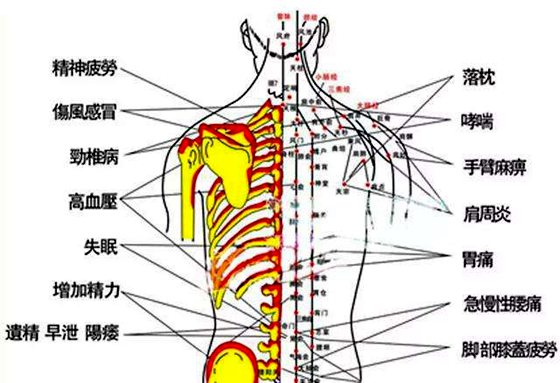 拔罐位置及功效图