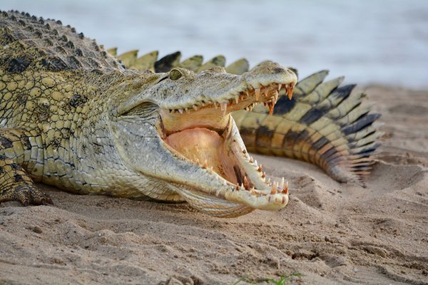 鳄鱼为什么会流泪,鳄鱼的眼泪是什么意思