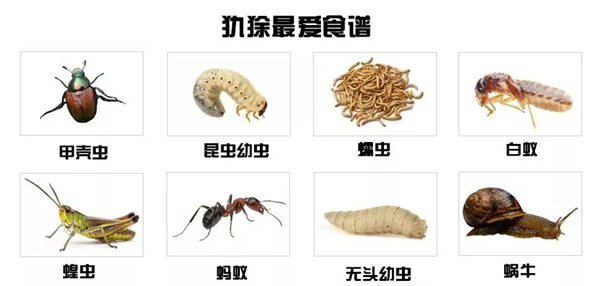 犰狳怎么读,犰狳是什么动物,犰狳为什么有麻风病