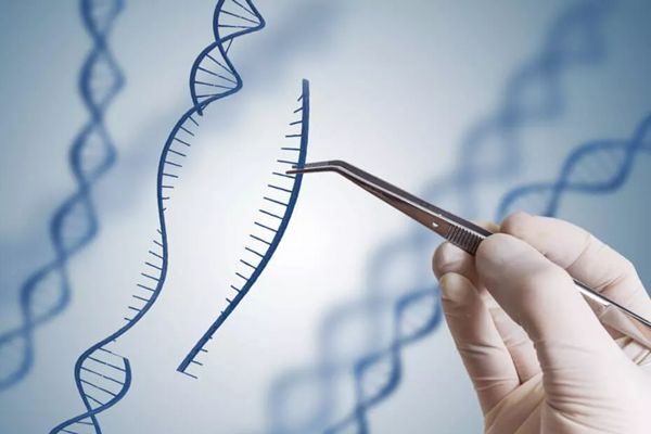 为什么基因工程也叫遗传工程,什么是基因工程