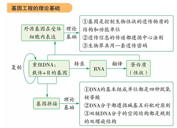 为什么基因工程也叫遗传工程,什么是基因工程