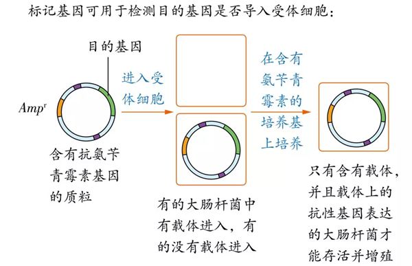 为什么基因工程也叫遗传工程,什么是基因工程