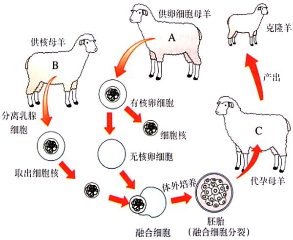 克隆羊多利的诞生过程