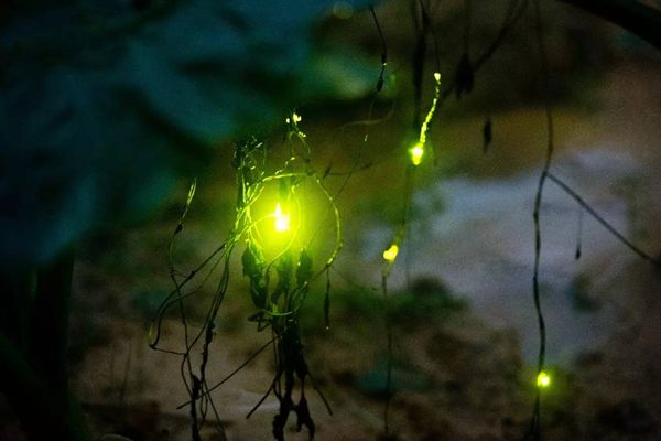 萤火虫为什么会发光,萤火虫发光的原理