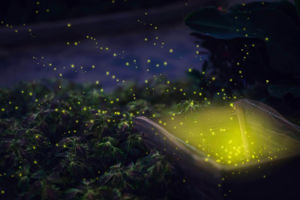 萤火虫为什么会发光,萤火虫发光的原理