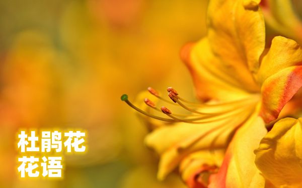 杜鹃花的花语是什么,杜鹃花花语大全