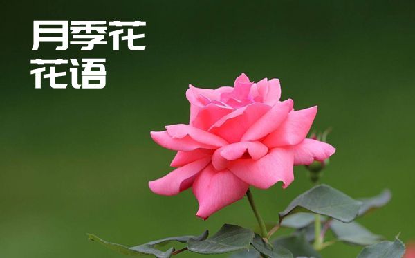 月季花的花语是什么月季花花语大全