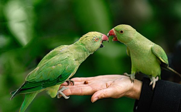 为什么鹦鹉能模仿人说话,鹦鹉学舌利用的是什么