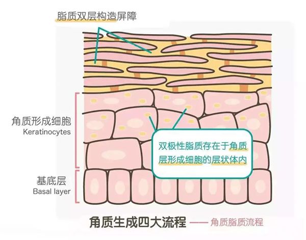 为什么洗完澡手指是皱的,手指和脚趾爱褶皱是怎么回事