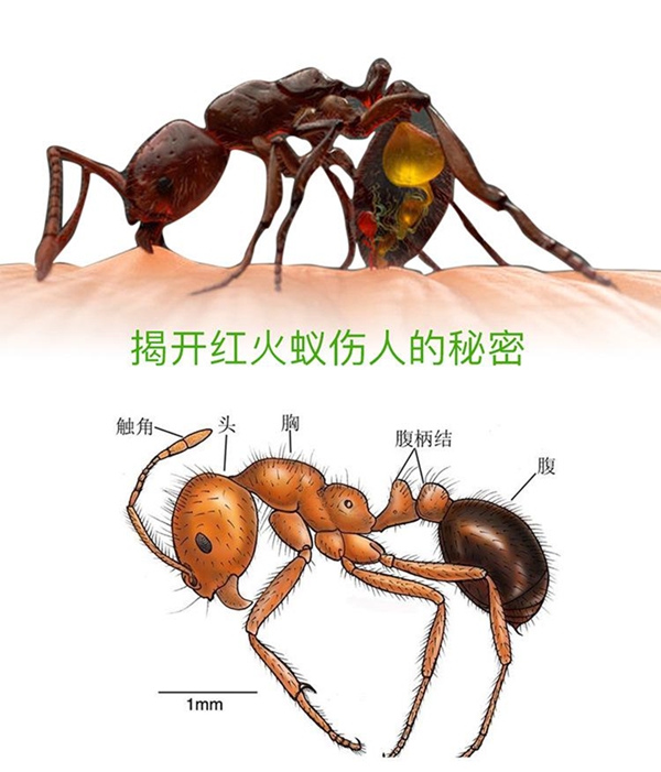 如何区分红火蚁_红火蚁有毒吗_被咬了怎么办?