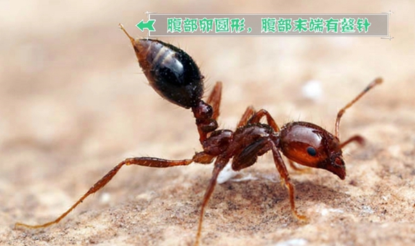 如何区分红火蚁,红火蚁有毒吗,被咬了怎么办