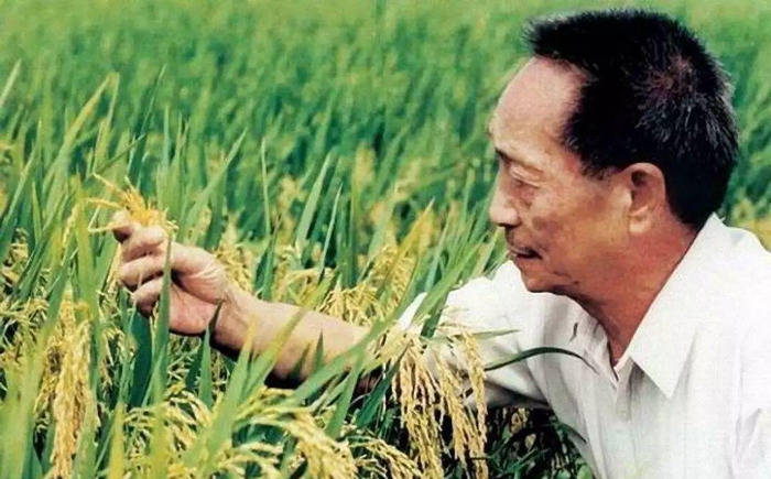 关于“杂交水稻之父”袁隆平的作文素材大全