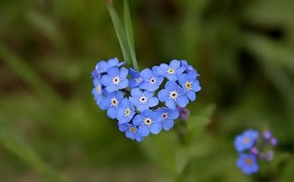 勿忘我花语和寓意是什么