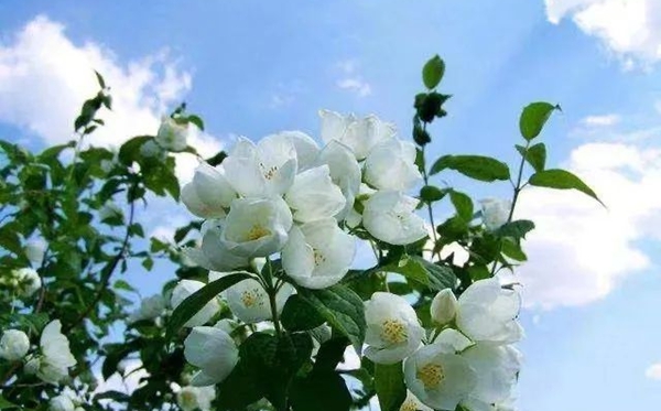 茉莉花花语,茉莉花的寓意和象征是什么