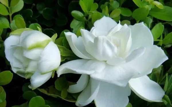 栀子花的花语,栀子花送人代表什么意思