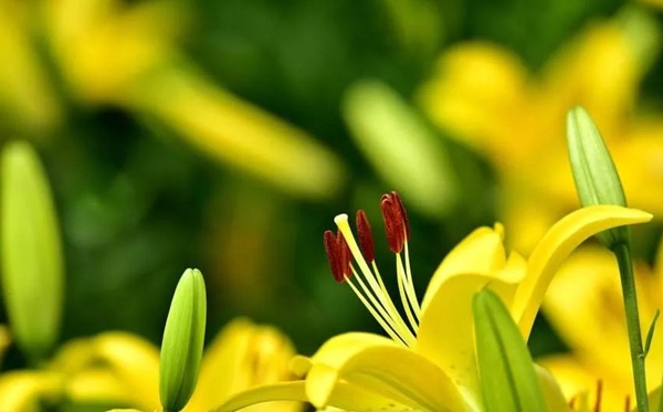 百合花的花语和寓意,百合花代表什么意思