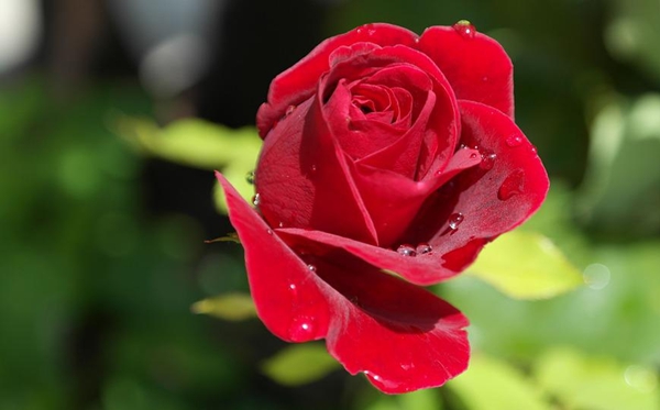 玫瑰花花语和寓意,玫瑰花象征着什么