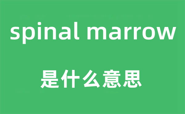 spinal marrow是什么意思,中文翻译是什么