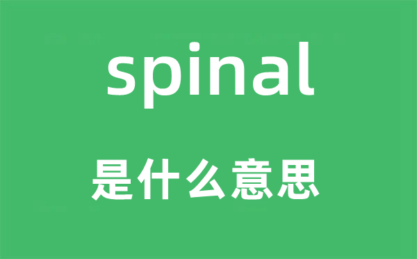 spinal是什么意思,spinal怎么读,中文翻译是什么