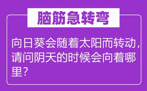 脑筋急转弯：向日葵会随着太阳而转动，请问阴天的时候会向着哪里？