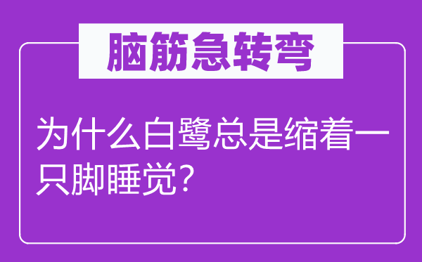脑筋急转弯：为什么白鹭总是缩着一只脚睡觉？