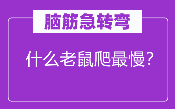脑筋急转弯：什么老鼠爬最慢？