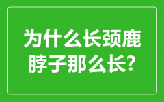为什么长颈鹿的脖子那么长_长颈