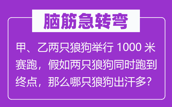 脑筋急转弯：甲、乙两只狼狗举行1000米赛跑，假如两只狼狗同时跑到终点，那么哪只狼狗出汗多？