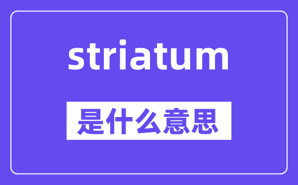 striatum是什么意思,striatum怎么读,中文翻译是什么